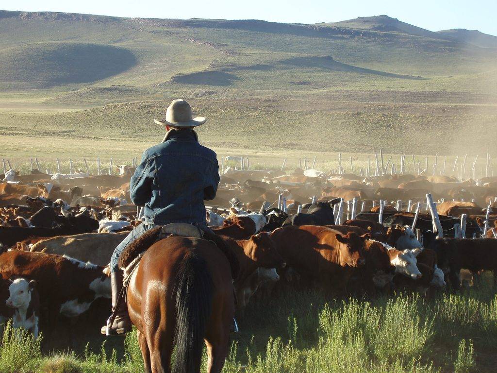 Cattle Drive